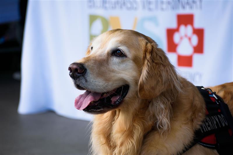 Bark in the Park